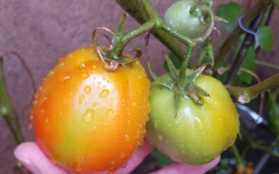 Biopreparados: aliados naturales para controlar insectos y enfermedades