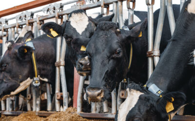 Agricultura fijó criterios y abrió el plazo para acceder a la Cuota Hilton 2023/24?