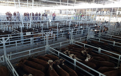 Continua la recuperación de valores en el Mercado Agroganadero