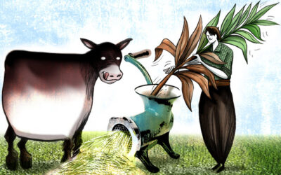 El desafío de picar maíces afectados por sequía