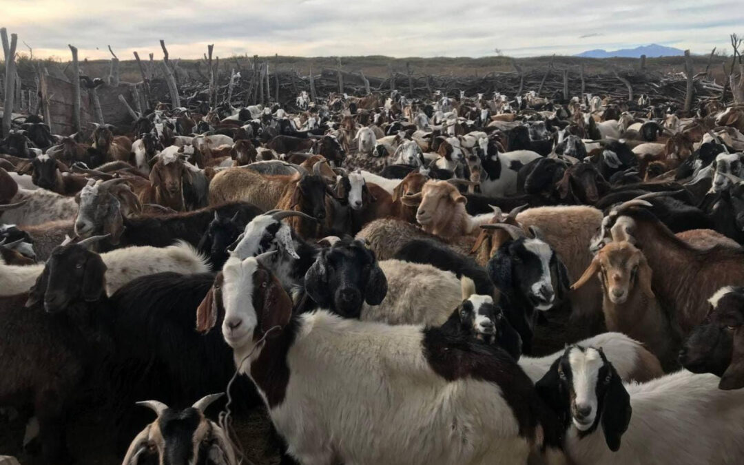 Pautas para la prevención de la brucelosis caprina y el cuidado de la salud de las personas