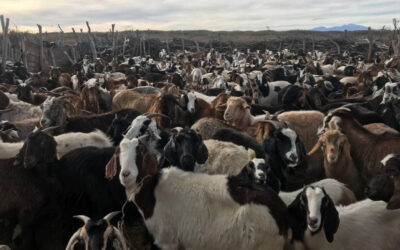 Pautas para la prevención de la brucelosis caprina y el cuidado de la salud de las personas