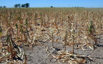 La AFIP fijó las condiciones para que los afectados por la sequía obtengan beneficios fiscales