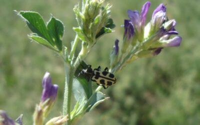 Siete de oro: qué es y qué hacer con el ganado