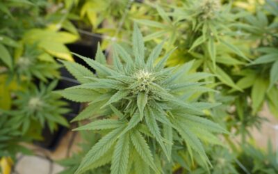 Cannabis marca país: de la Argentina al mundo