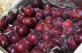 Inicio de exportaciones de ciruelas frescas a Brasil con mitigación de riesgo de Lobesia botrana