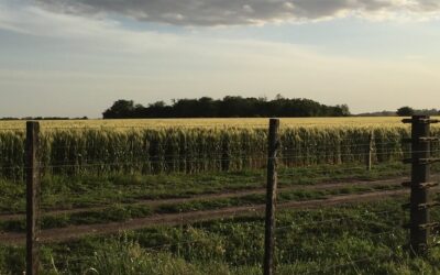 Banco Provincia amplió la asistencia a tasa especial por la emergencia agropecuaria