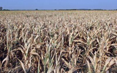 Advierten que las exportaciones del agro podrían caer hasta US$8.500 millones por la sequía