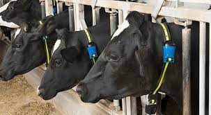 La inteligencia animal, un aliado para los ganaderos