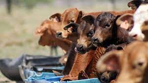 El recurso de las Campañas de Destete Precoz para enfrentar las sequías y la importancia de las políticas de sanidad animal para que los terneros sobrevivan.