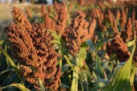 La producción de sorgo 2024/2025 creció 16% respecto a la campaña anterior