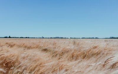 Cervecería y Maltería Quilmes aumentó un 50% sus exportaciones en 2022