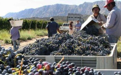 Destinan $10 mil millones a productores de uva afectados por heladas y granizo