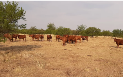 ¿Cuál es el impacto de la sequía sobre la productividad?