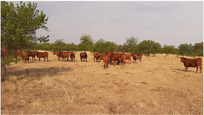 ¿Cuál es el impacto de la sequía sobre la productividad?