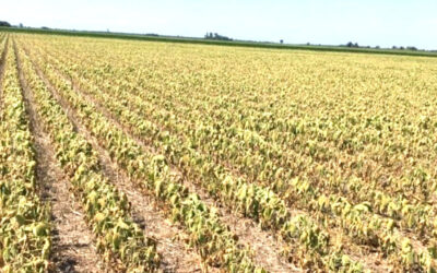 Al rojo vivo, la Zona Núcleo espera que se consoliden las lluvias: “Sino, van a desaparecer productores”