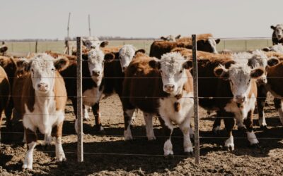 Transformar sorgo en carne: una oportunidad para agregar valor