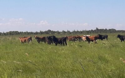 Conservar la biodiversidad puede ser buen negocio para los ganaderos