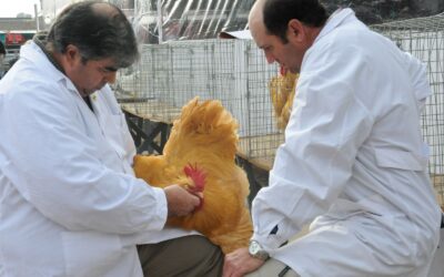 Cláusula de revisión: 32% para los trabajadores avícolas