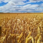 Del campo al porrón