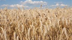 En la campaña 2023/24, Argentina sembró 1,25 millones de hectáreas de cebada, un 14% menos que en el ciclo anterior