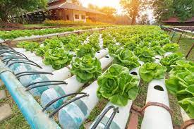 Hidroponía: solución innovadora para la agricultura moderna