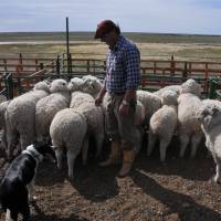 Productores ovinos recibieron el pago del Plan Lanar