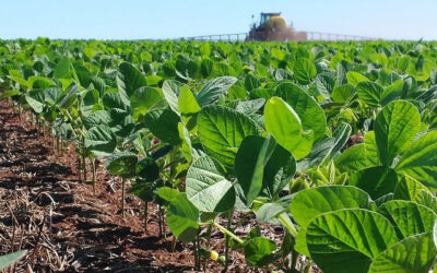 Poroto: un ensayo revela que la fertilización incrementa hasta 775 kg/ha