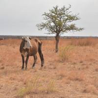 Buscan dar alivio fiscal para productores afectados por la sequía