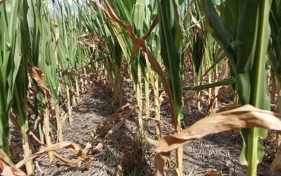 Sequía: el ingreso de divisas por retenciones cayó un 50% en dólares durante el primer semestre del año