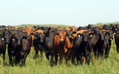 Remate Rosgan de Angus en Palermo