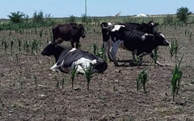 El productor de leche argentino pide ayuda a los demás integrantes de la cadena