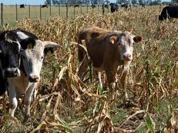 Encuesta SEA-CREA: el impacto del desastre climático