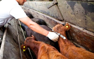 Innovación y tecnología: Optimizando la vacunación en la producción animal