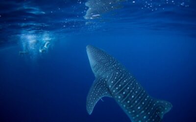 Firmaron en la ONU un pacto mundial para proteger la biodiversidad del mar