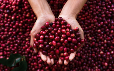 El liderazgo femenino en los cafés especiales se dispara en Brasil