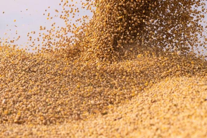 Por la caída de los precios internacionales de la soja y sus derivados, el país podría perder otros USD 1.500 millones
