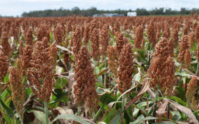 Sorgo: incremento de área, producción y exportaciones en la campaña 2024/25