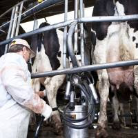 Programa Impulso Tambero: cerca de 4500 productores ya recibieron el primer pago