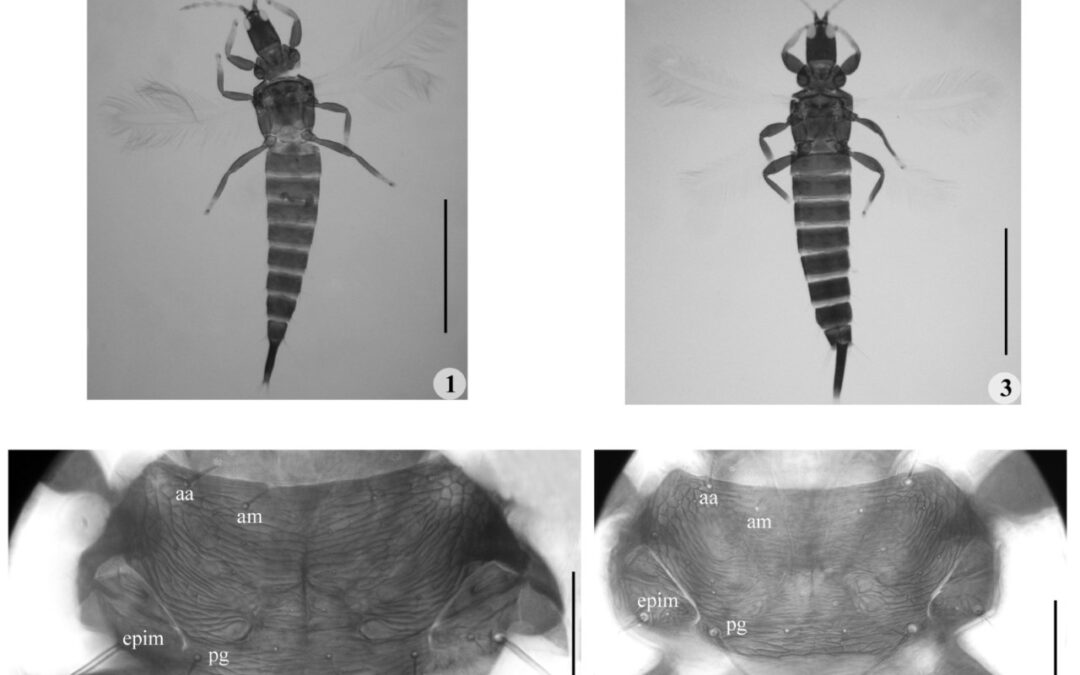 ¡Trips a la vista! Bichitos negros del campo que pican en la ciudad