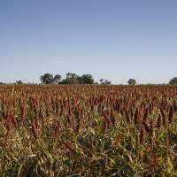 El programa de Incremento Exportador incorpora al sorgo, la cebada forrajera, el girasol y sus subproductos