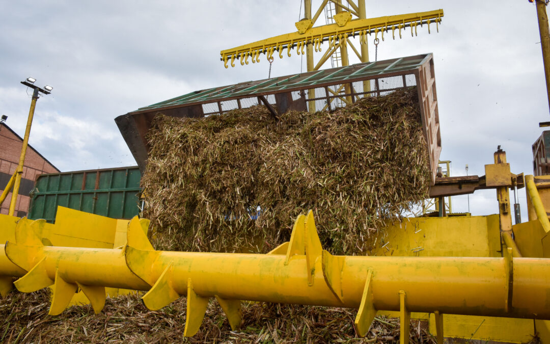 Piedra libre para la caña de azúcar