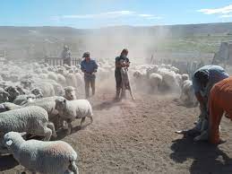 Agricultura Familiar: Saneamiento de tambos ovinos y caprinos bonaerenses