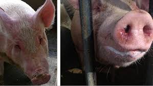 Vacuna contra la enfermedad de Glässer permitirá  reducir costos de producción en la Porcicultura