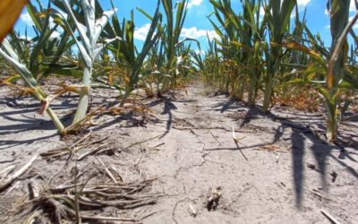 En Santa Fe, el costo de la sequía asciende a US$ 3.100 millones para los productores de soja, trigo y maíz