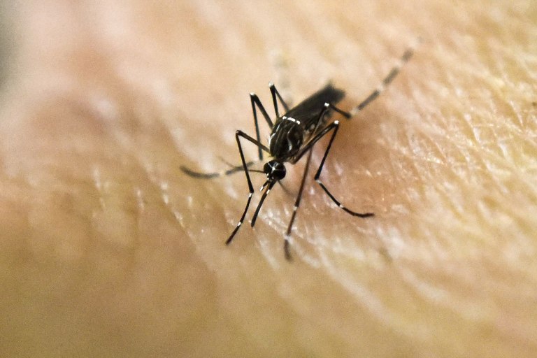Para combatir el dengue, Brasil liberará a cinco mil millones de mosquitos modificados en los próximos 10 años