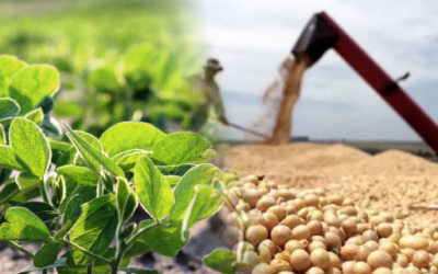 Del campo al mercado, ¿Cómo maximizar la rentabilidad en el agro?