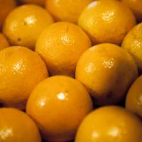 Tras 20 años, la UE reabrió su mercado a los cítricos orgánicos argentinos