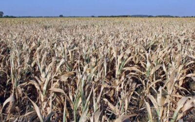 Cuatro indicadores que le ponen números a la sequía (uno es el más bajo desde 2001)