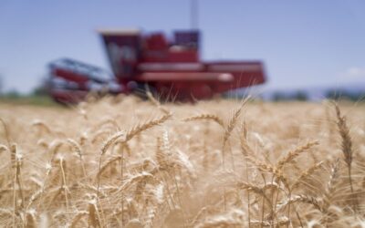 En la Sociedad Rural afirman que el mercado del trigo “está paralizado”